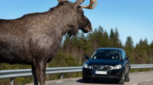 Один человек погиб и трое госпитализировано после ДТП с лосем в Добрушском районе
Один человек погиб и трое госпитализировано после ДТП с лосем в Добрушском районе